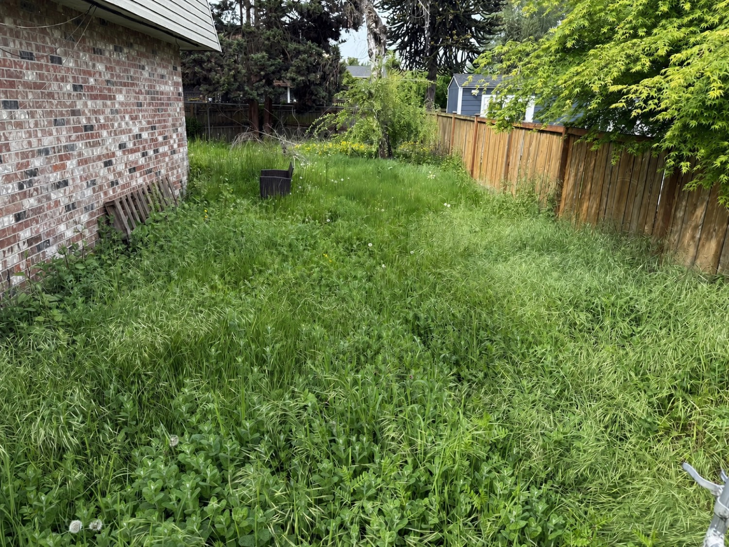 Before an overgrown lawn cleanup
